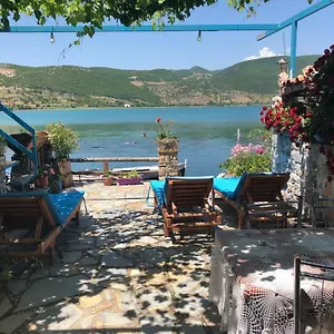 Rosa Albania
